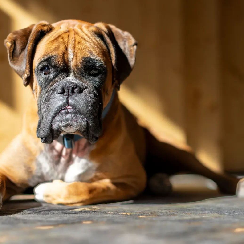 Boxer-type dog lying on a concrete surface with shadow patterns in the background