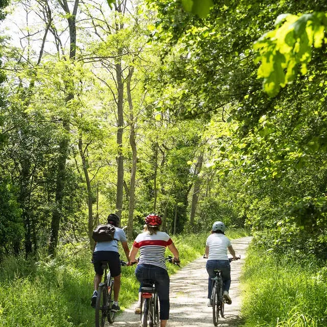 Four people are cycling on a dirt path surrounded by trees and green vegetation.