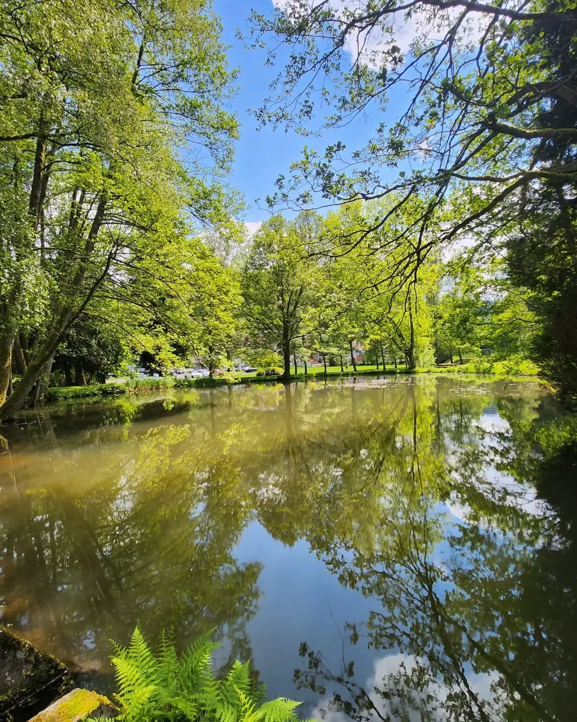 Un plan d'eau entouré d'arbres et de végétation, reflétant le ciel bleu et les branches des arbres