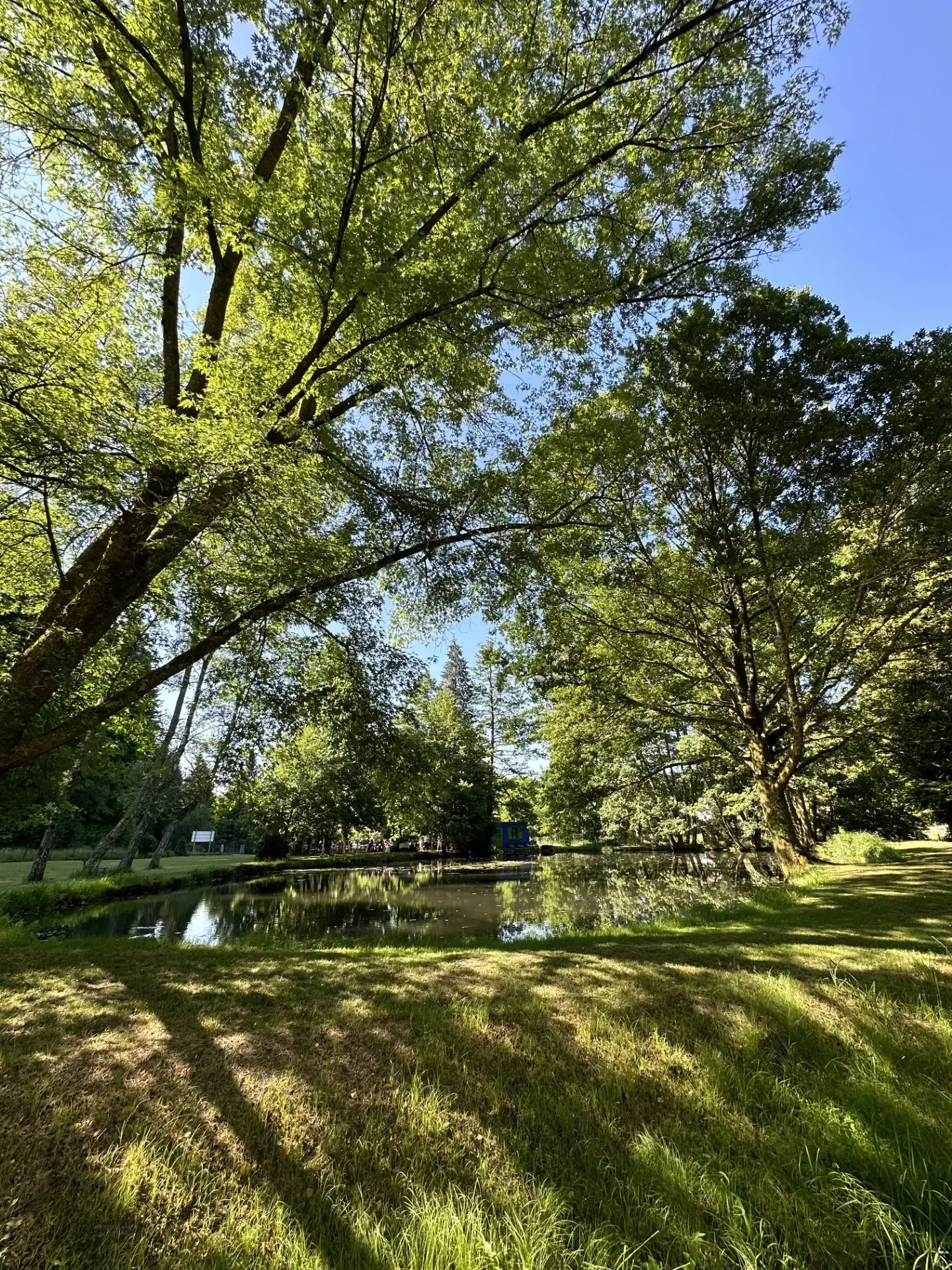 Un étang entouré d'arbres et d'herbe verte sous un ciel bleu clair